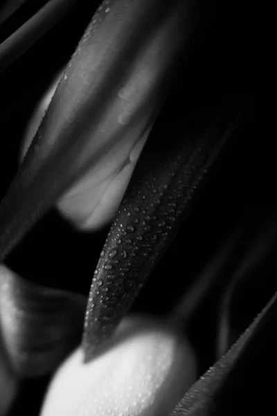 植物の花弁や葉に水滴のついたチューリップの花束のマクロ写真花の白黒写真 — ストック写真