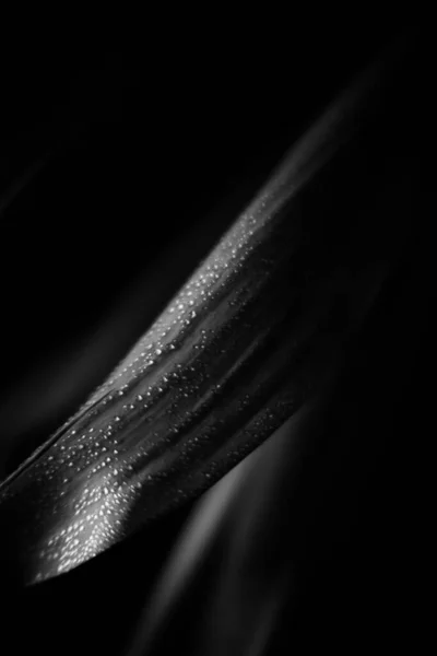 植物の黒と白の写真 暗い葉の雨滴 — ストック写真