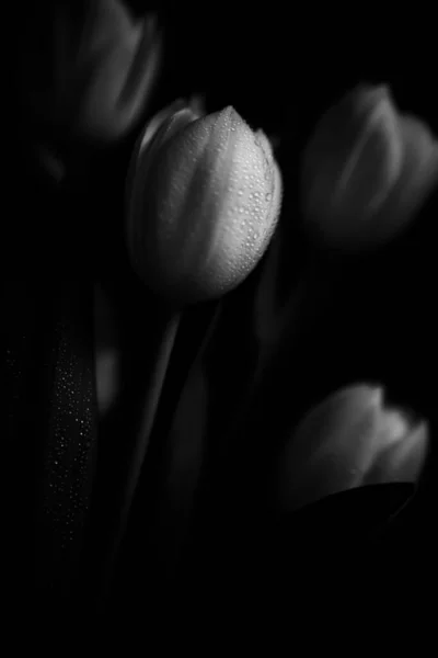 Macro Foto Ramo Tulipanes Con Gotas Agua Los Pétalos Hojas —  Fotos de Stock