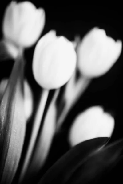 Krásná Černobílá Umělecká Fotka Čerstvých Tulipánů Makro Fotografie Rozmazání Oslnění — Stock fotografie
