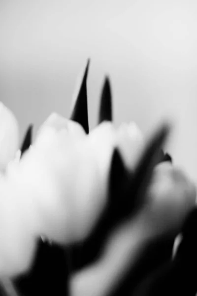 Hermosa Foto Arte Blanco Negro Tulipanes Frescos Fotografía Macro Desenfoque —  Fotos de Stock