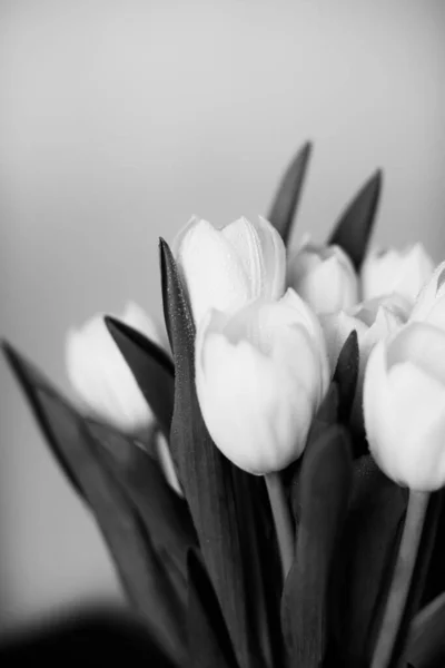 Красиве Чорно Біле Мистецтво Фото Свіжих Тюльпанів Макрозйомка Розмивання Відблиски — стокове фото