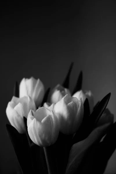 Macro Foto Ramo Tulipanes Con Gotas Agua Los Pétalos Hojas — Foto de Stock