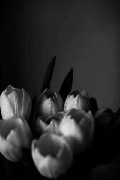 Макро Фото Букета Тюльпанів Краплями Води Пелюстках Листках Рослини Чорно — стокове фото