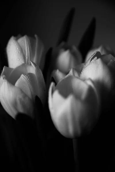 Macro Foto Ramo Tulipanes Con Gotas Agua Los Pétalos Hojas — Foto de Stock