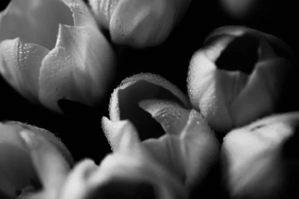 Macro Photo Bouquet Tulipes Avec Des Gouttes Eau Sur Les — Photo