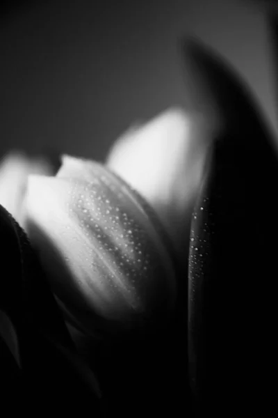 Macro Photo Bouquet Tulips Water Drops Petals Leaves Plant Black — Stock Photo, Image