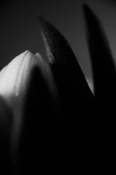 Makrofoto Eines Straußes Von Tulpen Mit Wassertropfen Auf Den Blütenblättern — Stockfoto