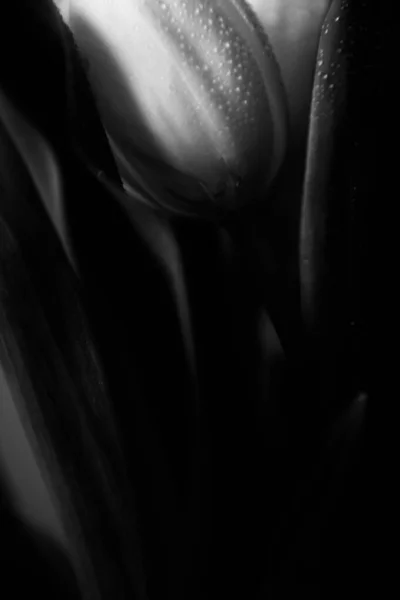 Makrofoto Eines Straußes Von Tulpen Mit Wassertropfen Auf Den Blütenblättern — Stockfoto
