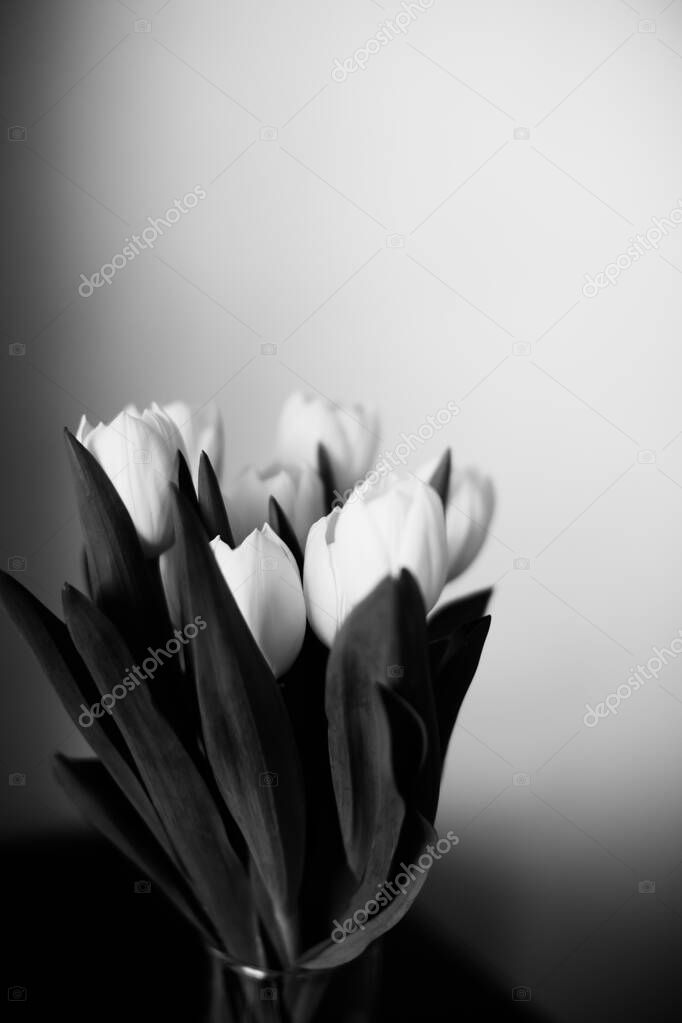 Beautiful bouquet of fresh tulips on a dark background. Space for text. The concept of minimalism