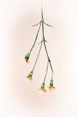 Tarafsız bir arka planda yumuşak pembe tomurcukları olan ince bir çalılık gülü. Minimalizm kavramı. Metin için boşluk