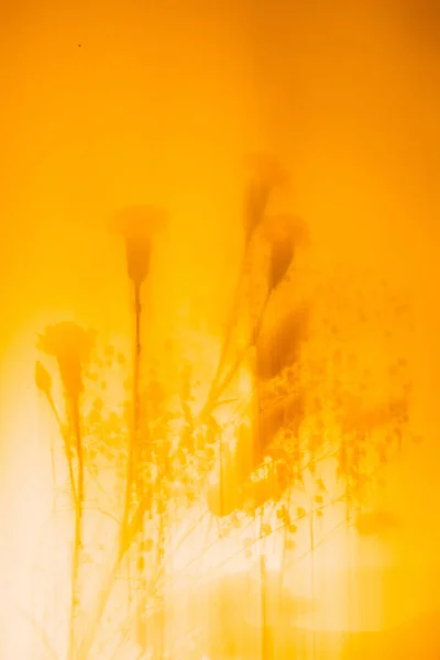 Abstract orange floral art background. The concept of minimalism. Space for text