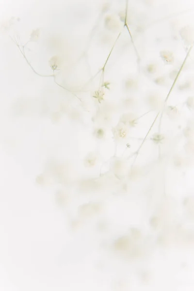 Fundo Natural Floral Gypsophila Seco Fundo Branco Foto Arte Uma — Fotografia de Stock
