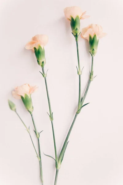 Тонкая Ветвь Бушевской Розы Мягкими Розовыми Бутонами Нейтральном Фоне Понятие — стоковое фото