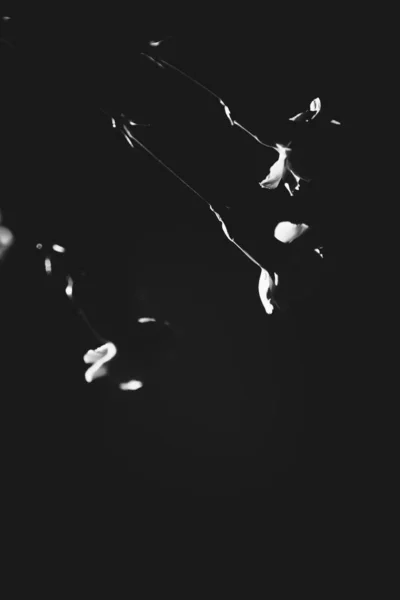 Black White Photo Plant Silhouette Carnation Concept Minimalism Space Text — Stock Photo, Image