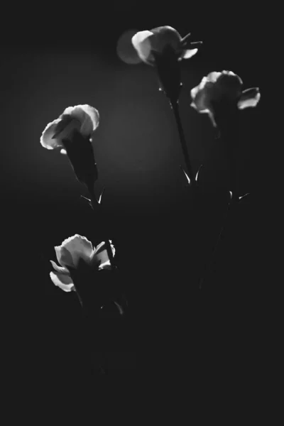 Black White Photo Plant Silhouette Carnation Concept Minimalism Space Text — Stock Photo, Image