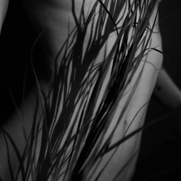 Černobílá Studiová Fotka Nahá Dívka Větev Krásné Exotické Rostliny Těle — Stock fotografie