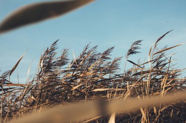 Sonbaharın dokusu, bitkilerin soyut dokusunda, doğal arka planda solmuş çimenler.