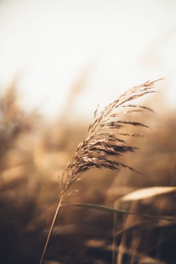 Sonbaharın dokusu, bitkilerin soyut dokusunda, doğal arka planda solmuş çimenler.