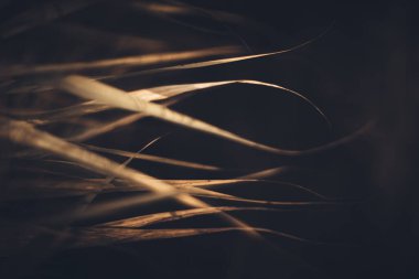 Sonbaharın dokusu, bitkilerin soyut dokusunda, doğal arka planda solmuş çimenler.