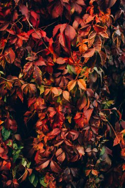 Dallardaki kırmızı sonbahar yaprakları