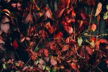 Dallardaki kırmızı sonbahar yaprakları