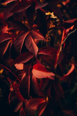 Dallardaki kırmızı sonbahar yaprakları