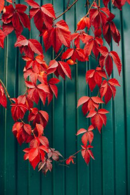 Dallardaki kırmızı sonbahar yaprakları