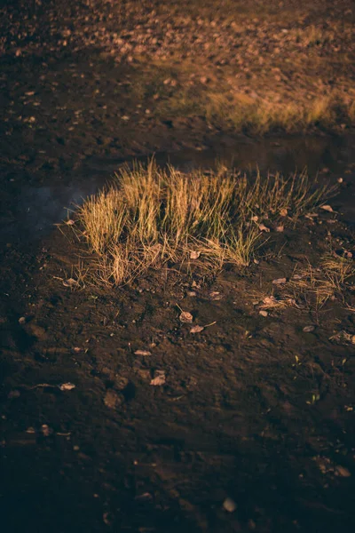 秋の風景 乾燥した葉 木々のシルエット — ストック写真