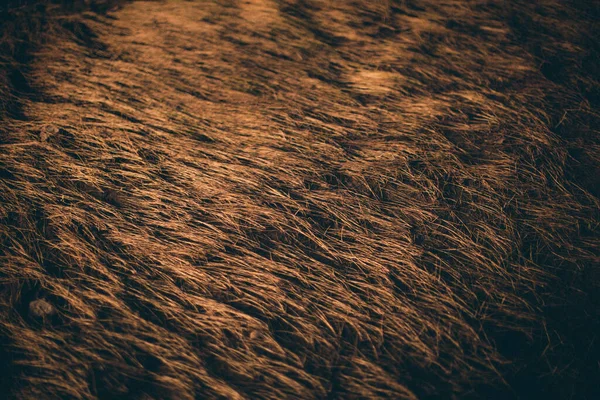 Tekstura Wyschniętej Jesienią Trawy Naturalnym Tle Abstrakcyjna Tekstura Roślin — Zdjęcie stockowe