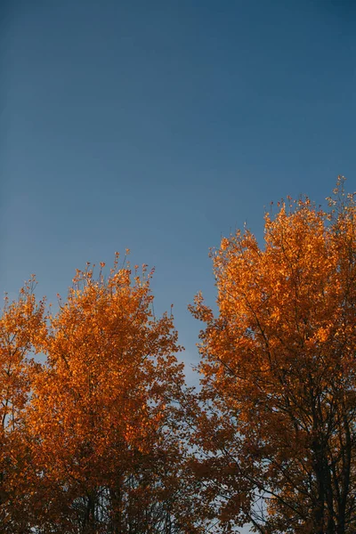 Sonbahar Manzarası Kuru Yapraklar Yakın Plan Ağaçların Siluetleri — Stok fotoğraf