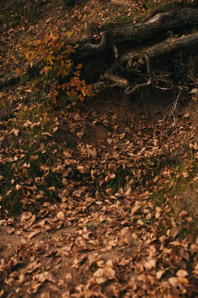 autumn landscape, dry leaves, silhouettes of trees close-up