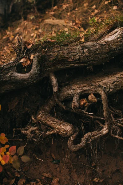 나뭇잎 나무들의 실루엣을 가까이 — 스톡 사진