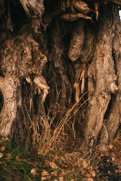 Paisaje Otoñal Hojas Secas Siluetas Árboles Primer Plano — Foto de Stock