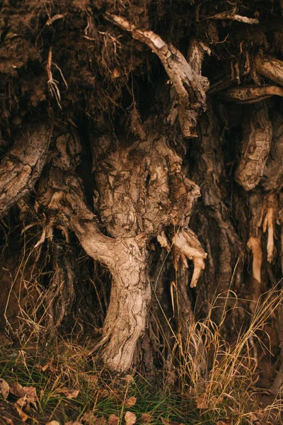 Paisaje Otoñal Hojas Secas Siluetas Árboles Primer Plano — Foto de Stock