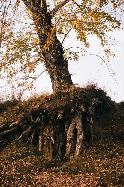 Jesienny Krajobraz Suche Liście Sylwetki Drzew Bliska — Zdjęcie stockowe