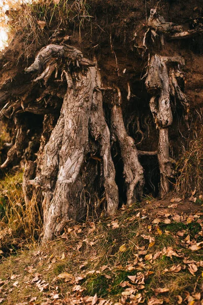 Paisaje Otoñal Hojas Secas Siluetas Árboles Primer Plano —  Fotos de Stock