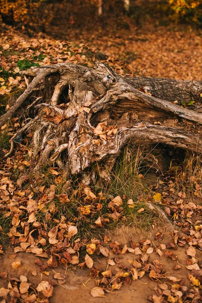 Paisagem Outono Folhas Secas Silhuetas Árvores Close — Fotografia de Stock