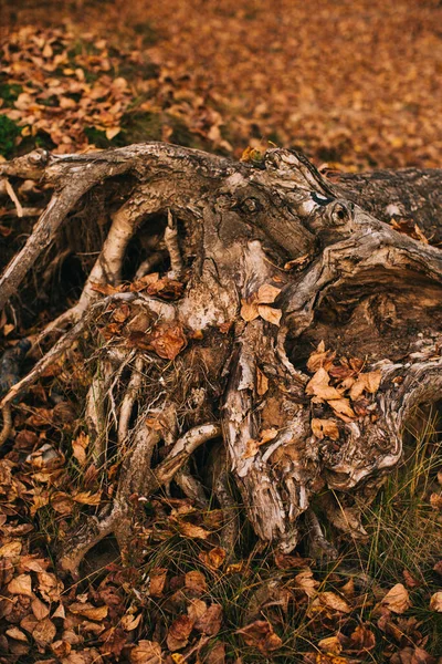 Paesaggio Autunnale Foglie Secche Sagome Alberi Primo Piano — Foto Stock