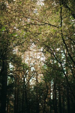 Yeşil orman bitkileri, yazın taze bitki ve çiçeklerin güzel renkli makro fotoğrafları.