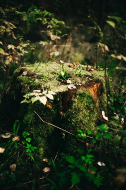 Yeşil orman bitkileri, yazın taze bitki ve çiçeklerin güzel renkli makro fotoğrafları.