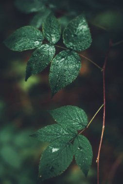 Yeşil orman bitkileri, yazın taze bitki ve çiçeklerin güzel renkli makro fotoğrafları.