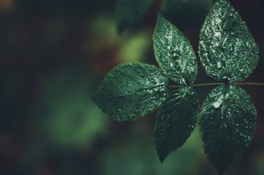 Yeşil orman bitkileri, yazın taze bitki ve çiçeklerin güzel renkli makro fotoğrafları.