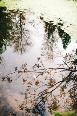 Yeşil orman bitkileri, yazın taze bitki ve çiçeklerin güzel renkli makro fotoğrafları.