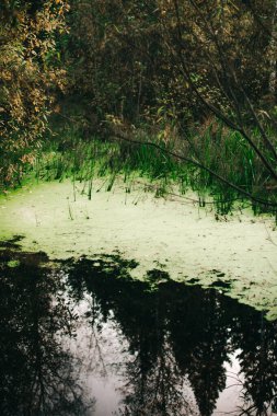 Yeşil orman bitkileri, yazın taze bitki ve çiçeklerin güzel renkli makro fotoğrafları.