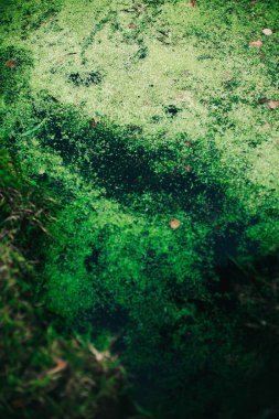 Yeşil orman bitkileri, yazın taze bitki ve çiçeklerin güzel renkli makro fotoğrafları.