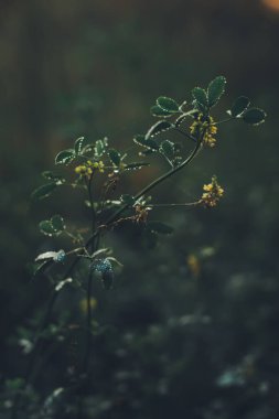 Yeşil orman bitkileri, yazın taze bitki ve çiçeklerin güzel renkli makro fotoğrafları.