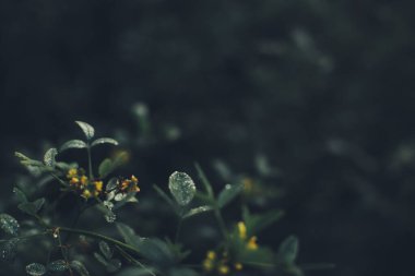 Yeşil orman bitkileri, yazın taze bitki ve çiçeklerin güzel renkli makro fotoğrafları.