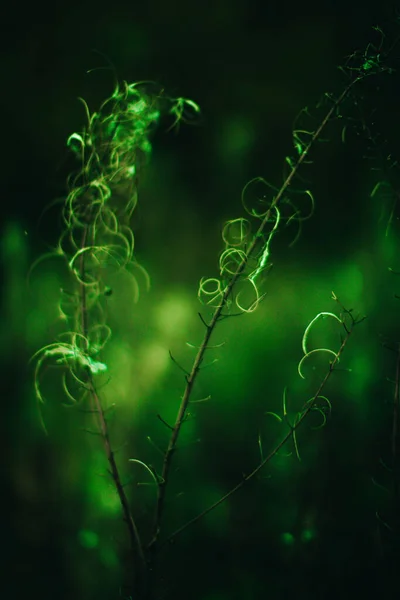 Plantas Bosque Verde Cerca Hermoso Color Macro Foto Plantas Frescas — Foto de Stock