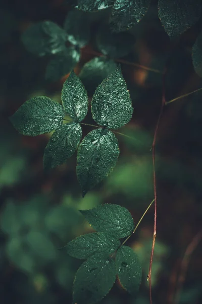 Zöld Erdő Növények Közelkép Gyönyörű Színes Makró Fotó Friss Növények — Stock Fotó